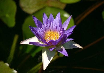 Nymphaea 'Midnight Caprice'