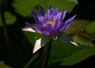 Nymphaea 'Midnight Caprice'