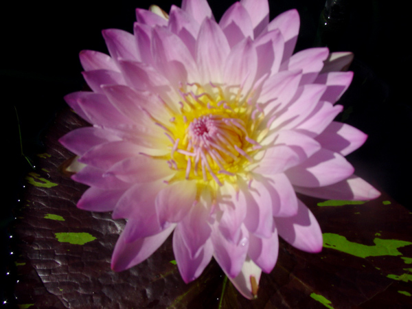 Nymphaea ‘Mindy Lynn’