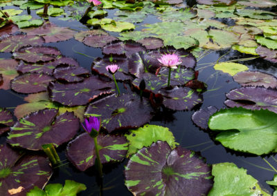 Nymphaea 'Mindy Lynn' photo and hybrid by Ken Landon