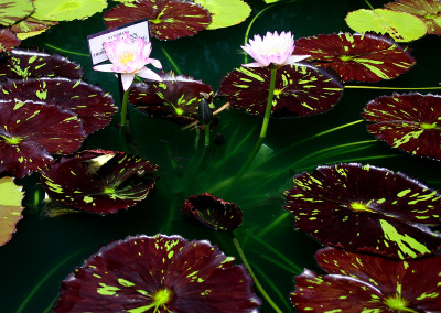 Nymphaea 'Mindy Lynn'