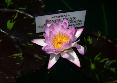 Nymphaea 'Mindy Lynn'