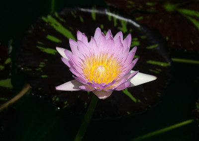 Nymphaea 'Mindy Lynn'