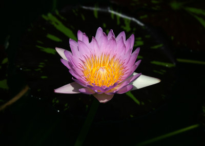 Nymphaea 'Mindy Lynn'