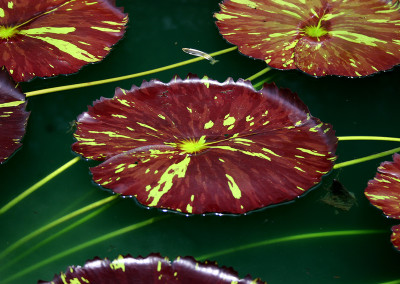 Nymphaea 'Mindy Lynn'