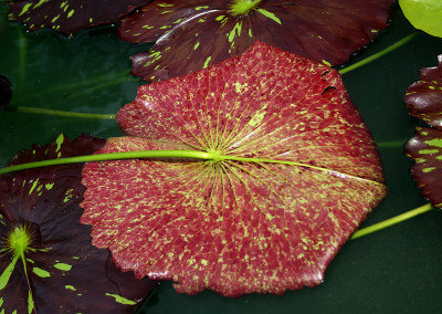 Nymphaea 'Mindy Lynn'