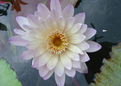 Nymphaea 'Moon Shadow'