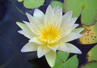 Nymphaea 'Moon Shadow'