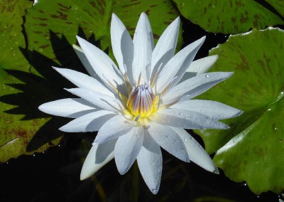 Nymphaea ‘Mrs. Edwards Whitaker’