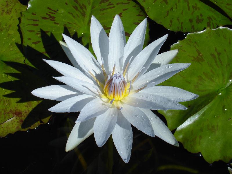 Nymphaea ‘Mrs. Edwards Whitaker’