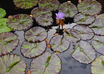 Nymphaea 'Star of Siam'