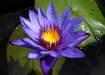 Nymphaea ‘Muang Thamanoon’