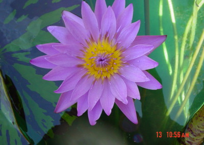Nymphaea 'Royal Purple'