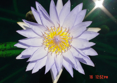 Nymphaea ‘Pamela’