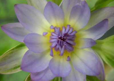 Nymphaea 'Nangkwag' syn (Nymphaea Indian Goddess)