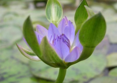 Nymphaea 'Nangkwag' syn (Nymphaea Indian Goddess)