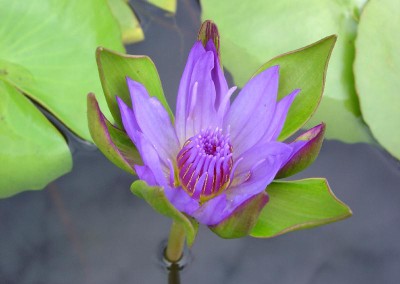 Nymphaea 'Nangkwag' syn (Nymphaea Indian Goddess)