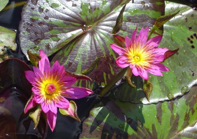 Nymphaea 'Nangkwag' syn (Nymphaea Indian Goddess)