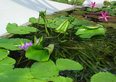 Nymphaea 'Nangkwag' syn (Nymphaea Indian Goddess)