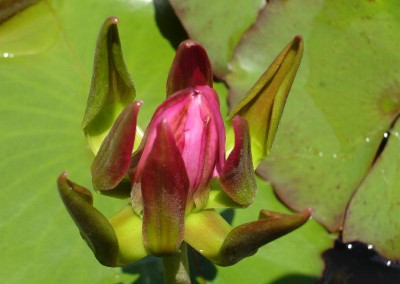 Nymphaea 'Nangkwag' syn (Nymphaea Indian Goddess)