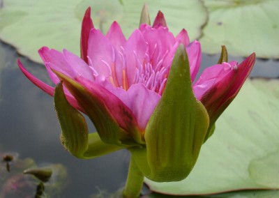 Nymphaea 'Nangkwag' syn (Nymphaea Indian Goddess)