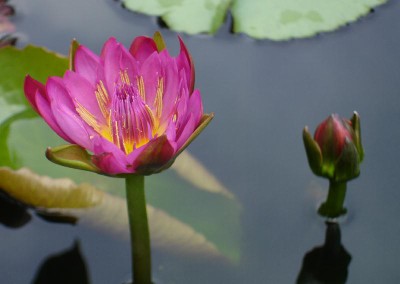 Nymphaea 'Nangkwag' syn (Nymphaea Indian Goddess)