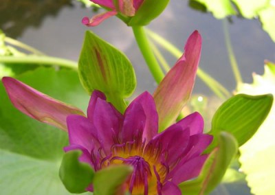 Nymphaea 'Nangkwag' syn (Nymphaea Indian Goddess)