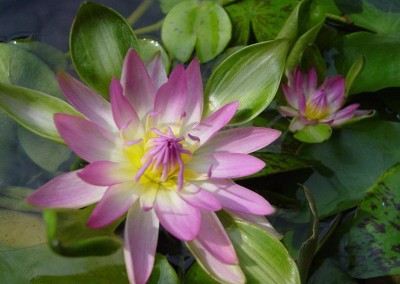 Nymphaea 'Nangkwag' syn (Nymphaea Indian Goddess)