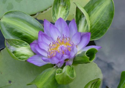 Nymphaea 'Nangkwag' syn (Nymphaea Indian Goddess)