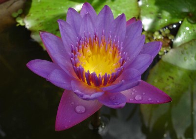 Nymphaea 'Niemi's Opal'