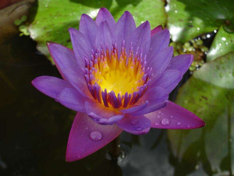 Nymphaea ‘Niemi’s Opal’