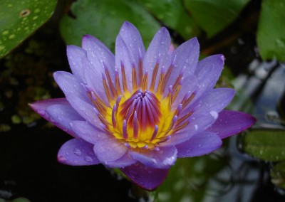 Nymphaea 'Niemi's Opal'