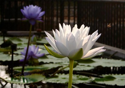 Nymphaea gigantea 'Albert de Lestang'