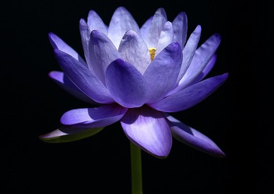 Nymphaea 'Blue Cloud'