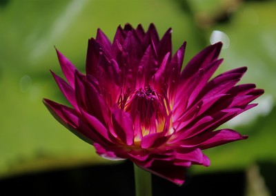 Nymphaea 'Bull's Eye'