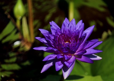 Nymphaea 'King of Siam'