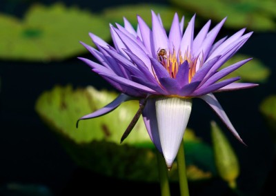 Nymphaea 'Larissa Racine'