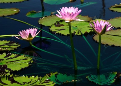 Nymphaea 'Reta Sage'