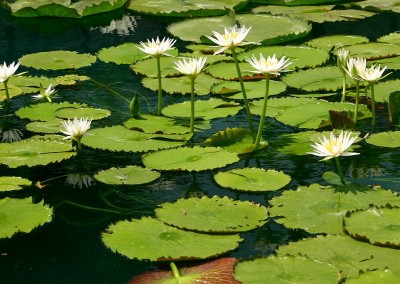 Nymphaea flavovirens Lehmann [N. gracillis Zuccarini]