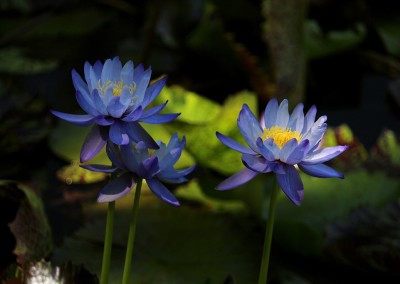 Nymphaea gigantea Hooker