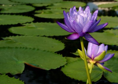 Nymphaea gigantea Hooker