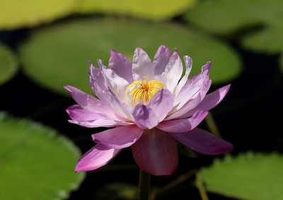 Nymphaea gigantea var. neorosea Landon comb. nov.