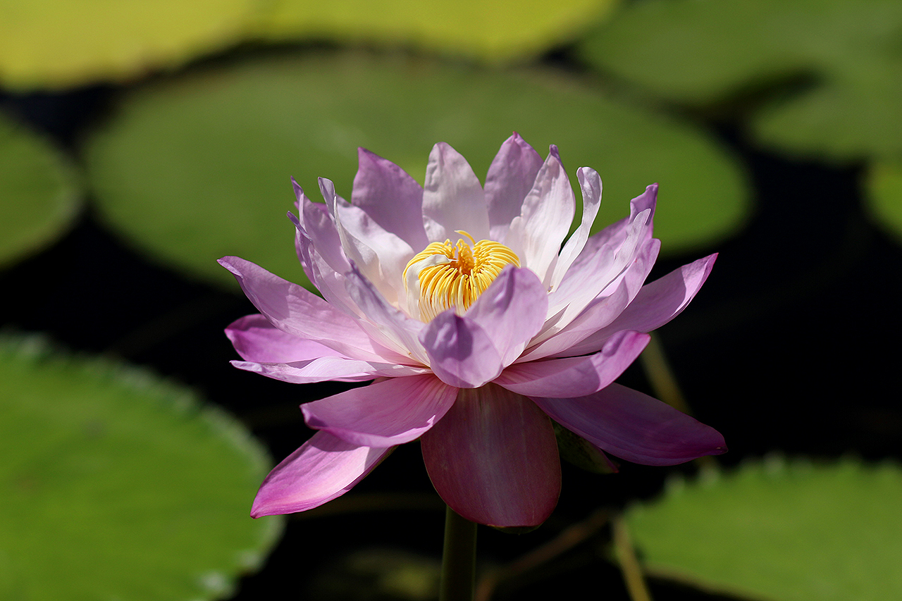 Nymphaea gigantea var. neorosea Landon comb. nov.