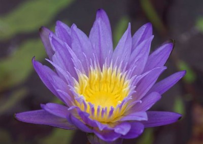 Nymphaea 'Leopardess'