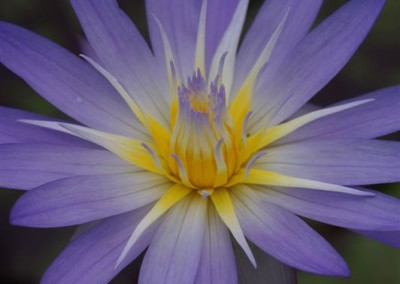 Nymphaea ‘Star of Siam’