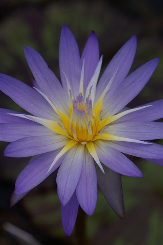 Nymphaea ‘Star of Siam’