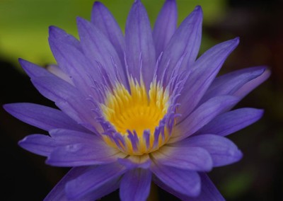 Nymphaea 'Leopardess'