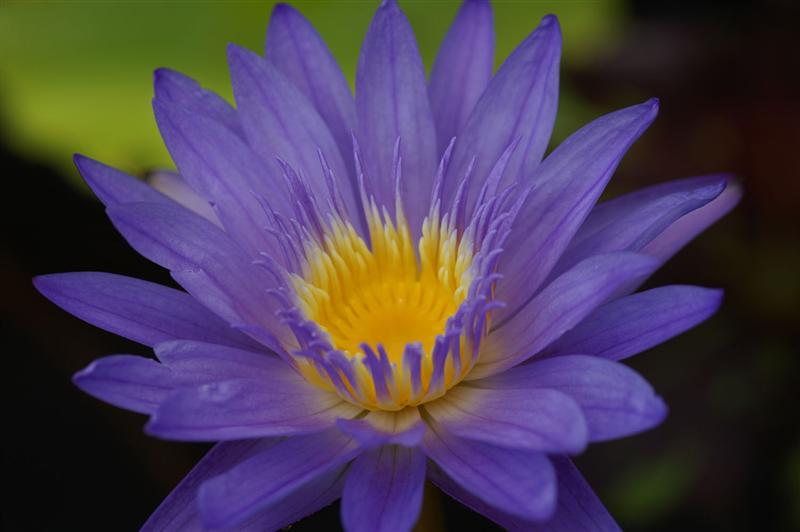 Nymphaea ‘Leopardess’