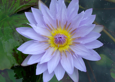 Nymphaea 'Pamela'