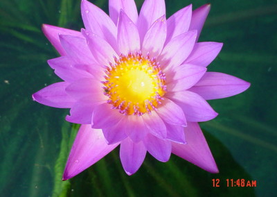 Nymphaea 'Panama Pacific'